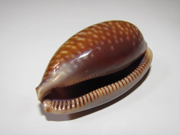 Small Cowrie Shell